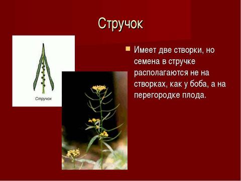 Презентация на тему "Плоды. Значение и разнообразие плодов." по биологии