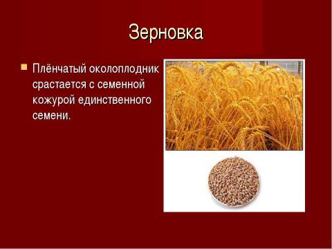 Презентация на тему "Плоды. Значение и разнообразие плодов." по биологии