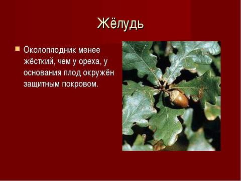 Презентация на тему "Плоды. Значение и разнообразие плодов." по биологии