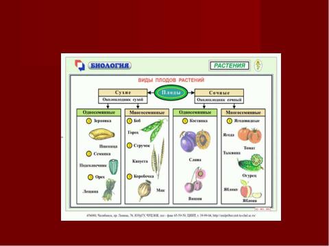 Презентация на тему "Плоды. Значение и разнообразие плодов." по биологии