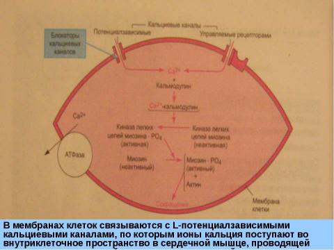 Презентация на тему "АНТИГИПЕРТЕНЗИВНЫЕ СРЕДСТВА" по медицине