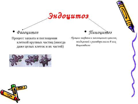 Презентация на тему "Эукариотическая клетка. Цитоплазма. Органоиды" по биологии