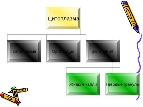 Презентация на тему "Эукариотическая клетка. Цитоплазма. Органоиды" по биологии