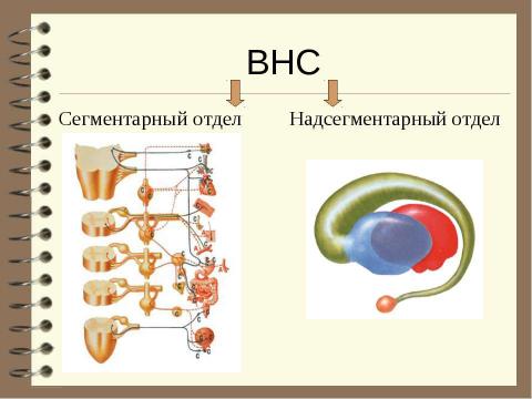 Презентация на тему "Патология вегетативной нервной системы" по медицине