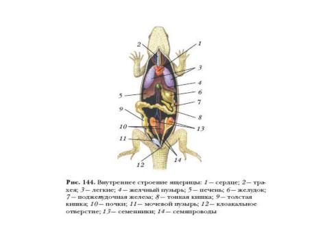 Презентация на тему "Внутреннее строение и жизнедеятельность пресмыкающихся 7 класс" по биологии