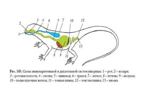 Презентация на тему "Внутреннее строение и жизнедеятельность пресмыкающихся 7 класс" по биологии