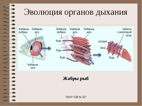 Презентация на тему "Особенности дыхания у животных" по биологии