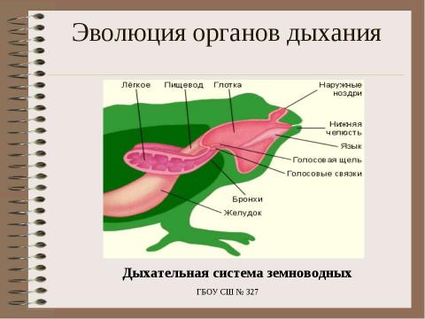 Презентация на тему "Особенности дыхания у животных" по биологии