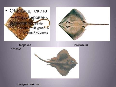 Презентация на тему "Надотряд Скаты" по биологии