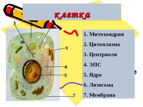 Презентация на тему "Эукариотическая клетка. Цитоплазма. Органоиды" по биологии