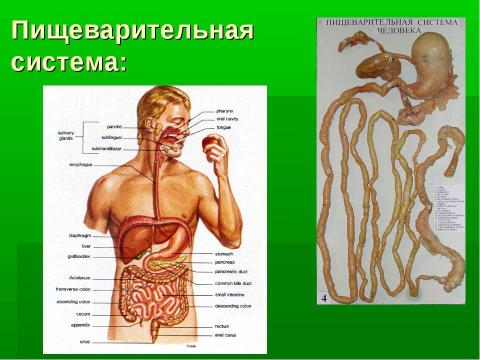 Презентация на тему "Пищеварительная система" по биологии