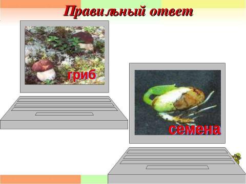 Презентация на тему "Единство живой и неживой природы 2 класс" по окружающему миру