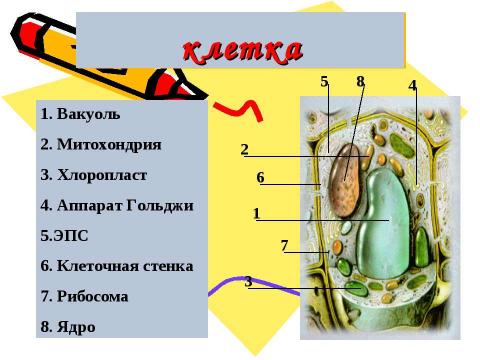 Презентация на тему "Эукариотическая клетка. Цитоплазма. Органоиды" по биологии